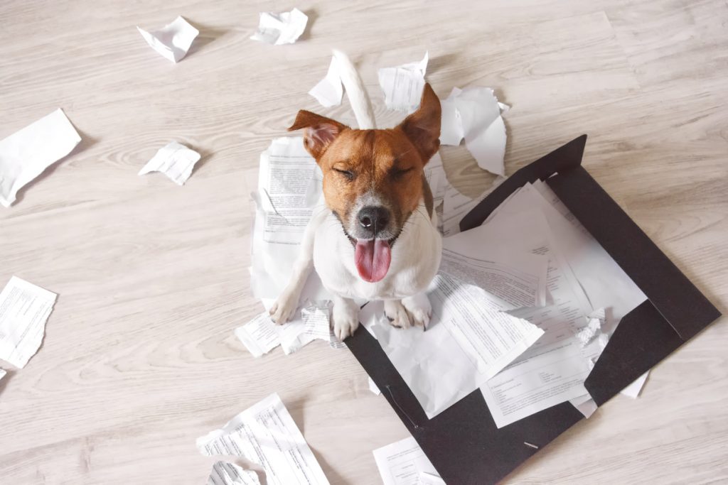 Built By She - Storyteller - Dog sitting on the torn pieces of documents