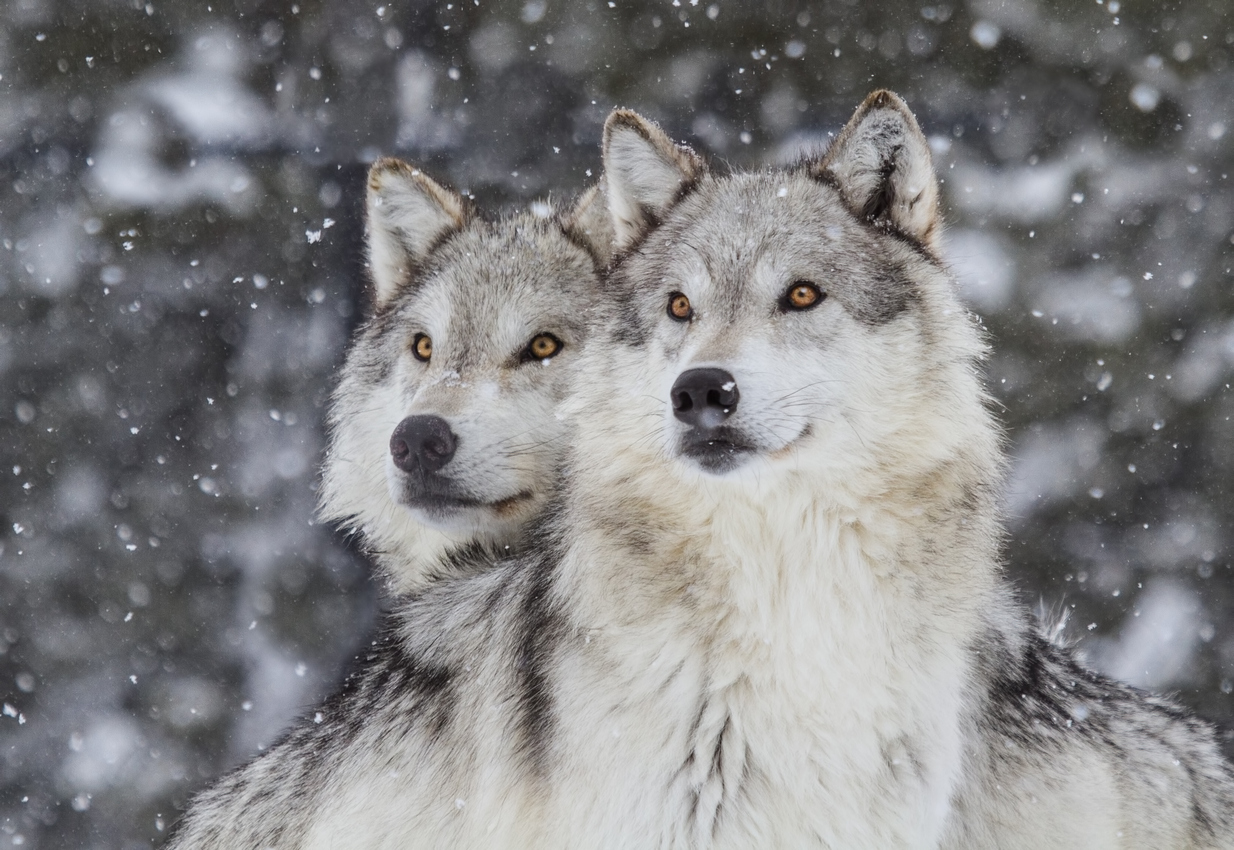 Built By She - Two wolves gazing into the distance in a snowfall in the Rocky Mountains.