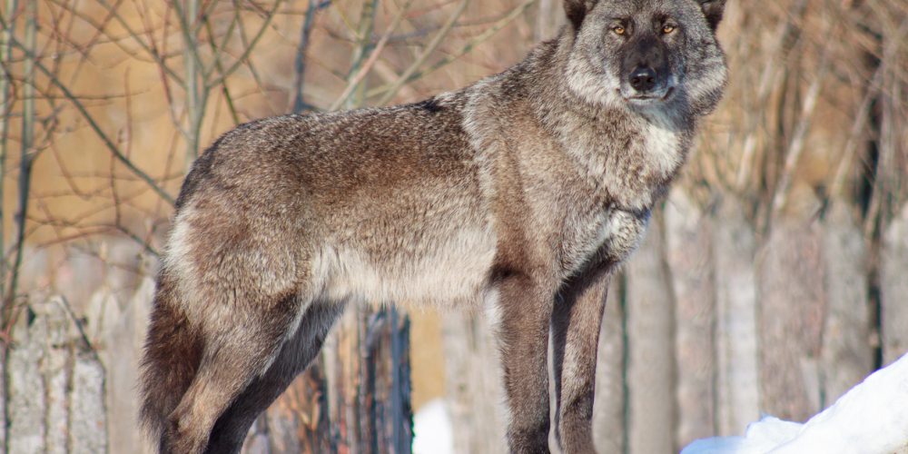 Built By She - Black Canadian wolf looks out for its prey. Animal wildlife.