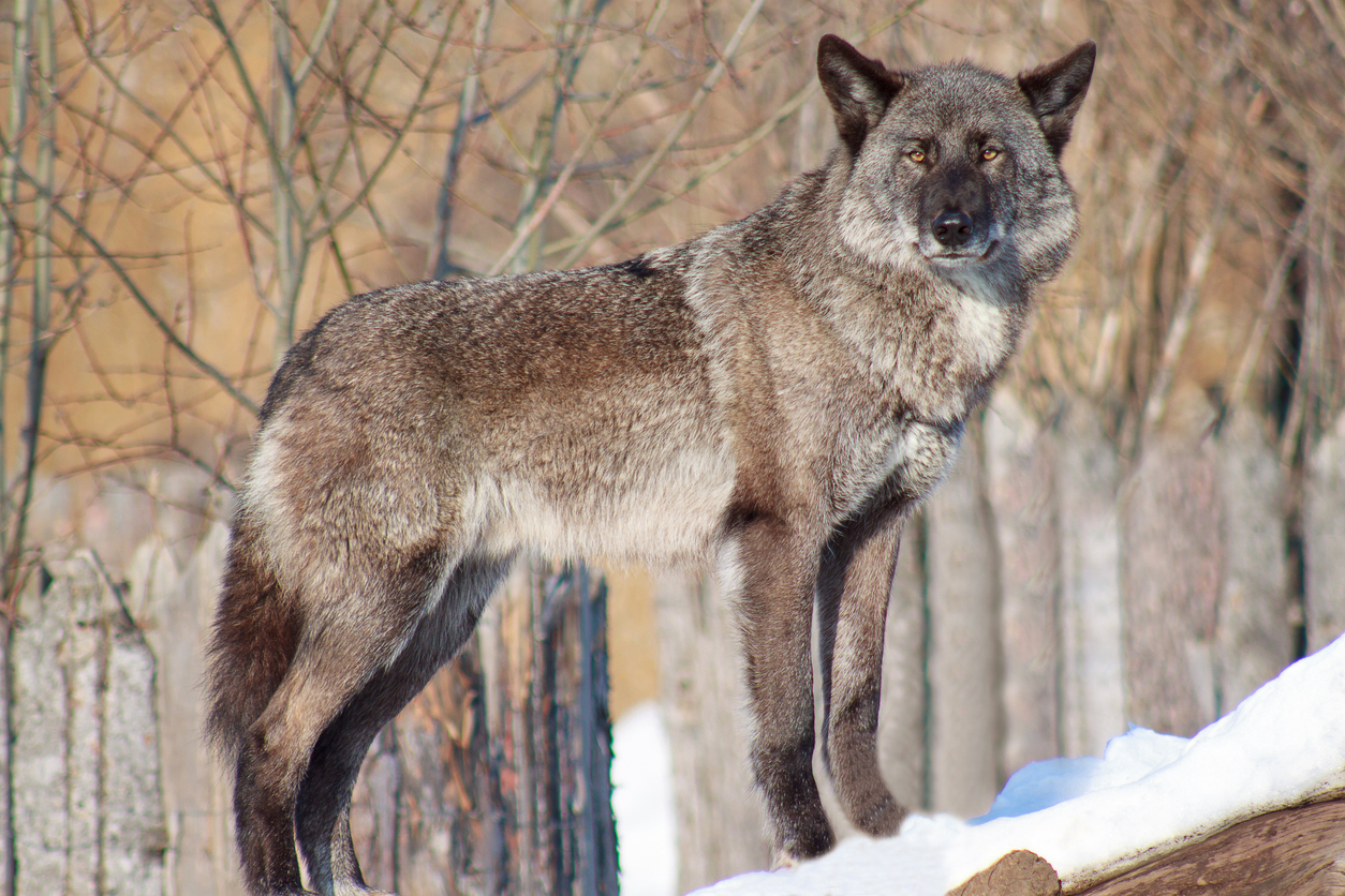 Built By She - Black Canadian wolf looks out for its prey. Animal wildlife.